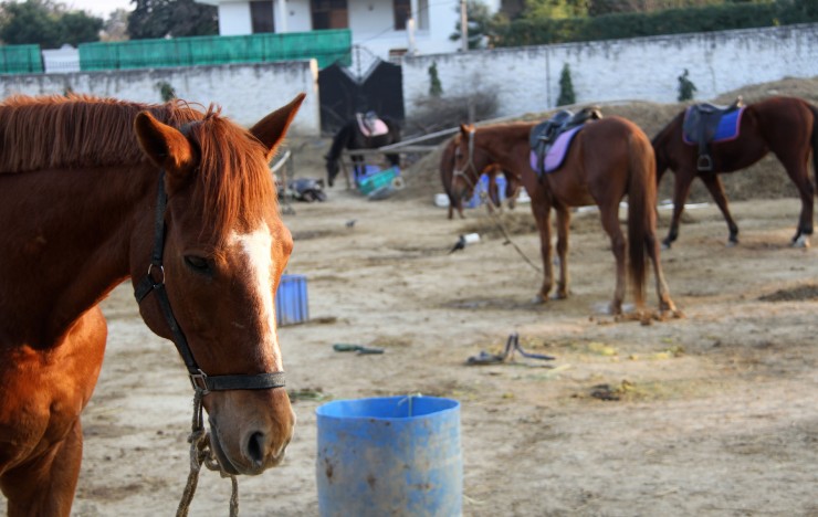 Animal Welfare: New Delhi